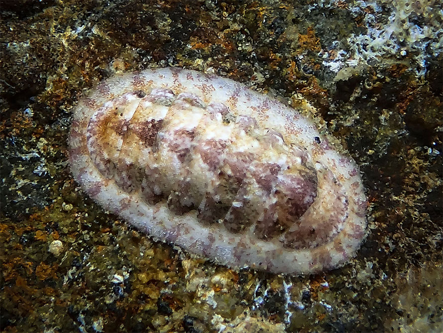 Ischnochitonidae 3
